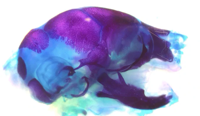 An example one of the PLX5622 treated P1 skulls. Image by Felix Ma and Jessica M. Rosin. 
