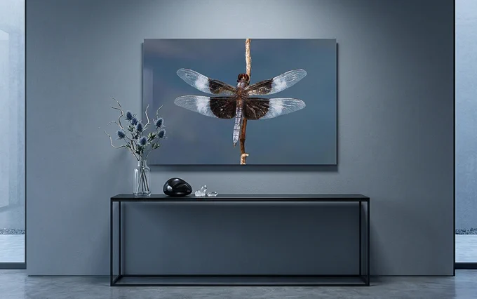 Fine art print of a Widow Skimmer dragonfly titled "Widow Skimmer Dragonfly - Wings Like Stained Glass" in a black frame hanging on a cool gray-blue wall in a modern minimalist room above a black console table with dried flowers and crystals, clean and elegant interior setting by Chad Meyer.

