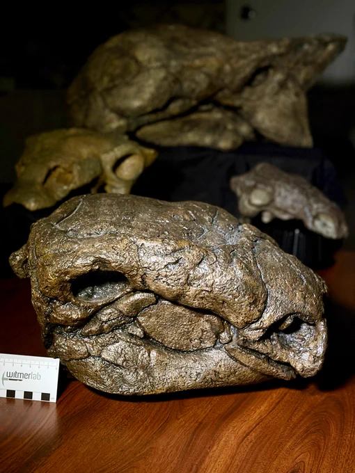 Photograph of a cast of the holotype skull of Panoplosaurus mirus (CMN 2759) in the foreground, with some other ankylosaurs lurking in the background (Gastonia, Ankylosaurus, Pawpawsaurus). 