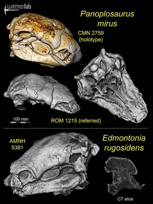 CT-scan-based volume renders of the Panoplosaurus mirus holotype skull (CMN 2759) (top), a referred specimen of P.  mirus ROM 1215 (middle), and a referred skull of Edmontonia rugosidens AMNH 5381 along with a slice through the snout (bottom).