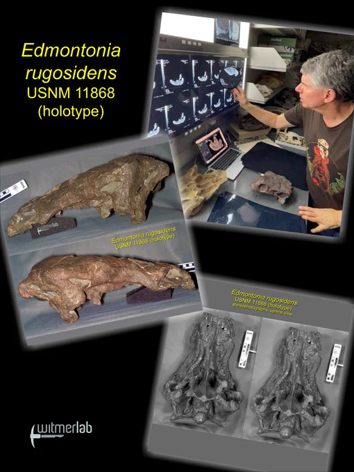 Photos from a May 2025 post (while finalizing details for the Livius et al. manuscript) focusing on the Edmontonia rugosidens holotype (USNM 11868). At top right is Witmer studying the old-fashioned x-ray film-based versions of the 1998 CT scan we made of the skull. The middle photo shows lateral views of the skull, and the bottom photo shows stereoscopic photos of the ventral surface of the skull. 
