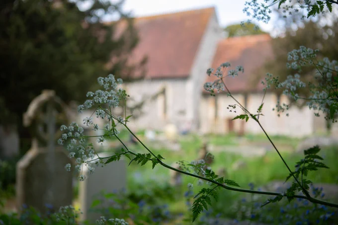  Pastoral exterior of Preston Park seen in the background behind a branch with tiny white blossoms. (c) Natalie Miller