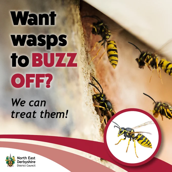Ad offering wasp treatment: close-up of wasps at a nest with a single-wasp inset and North East Derbyshire District Council logo.