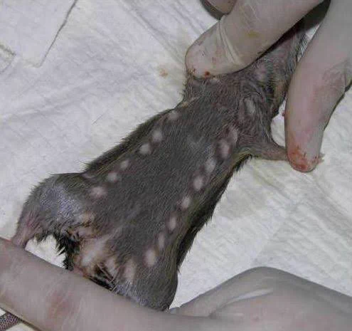 Lassa Fever Rat