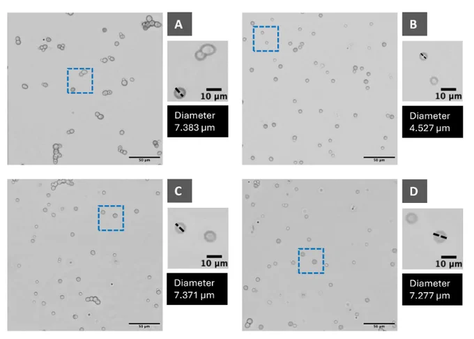 icroscopic analysis of S. cerevisiae cell morphology and diameter under salt stress and osmolyte supplementation. (A) Unstressed control (7.383 µm), (B) NaCl-stressed control (4.527 µm), (C) myo-inositol 2% supplementation (7.371 µm), (D) sucrose 2% supplementation (7.277 µm). Salt stress significantly reduced cell size, whereas osmolyte supplementation restored cell diameter close to unstressed levels.