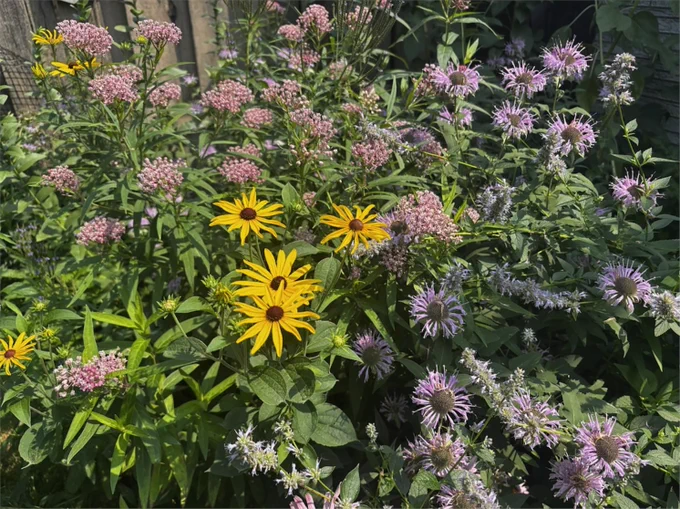 Example of a pollinator garden
