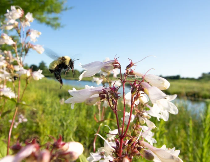 Golden northern bumble bee visits a foxglove beardtongue
