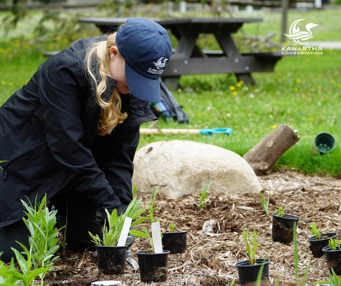 A person planting small plants in black pots in a garden area. There is a large rock and a picnic table in the background. 