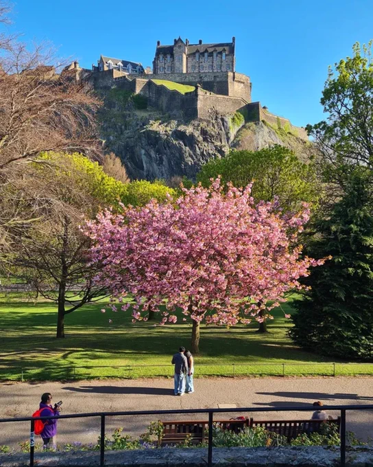 A blooming pink cherry blossom tree stands in a sunny park with Edinburgh Castle towering on a rocky hill in the background.