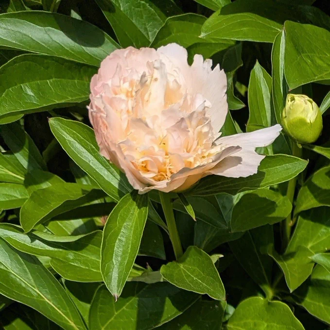 A newly bloomed peony flower on a background of dense green leaves. 