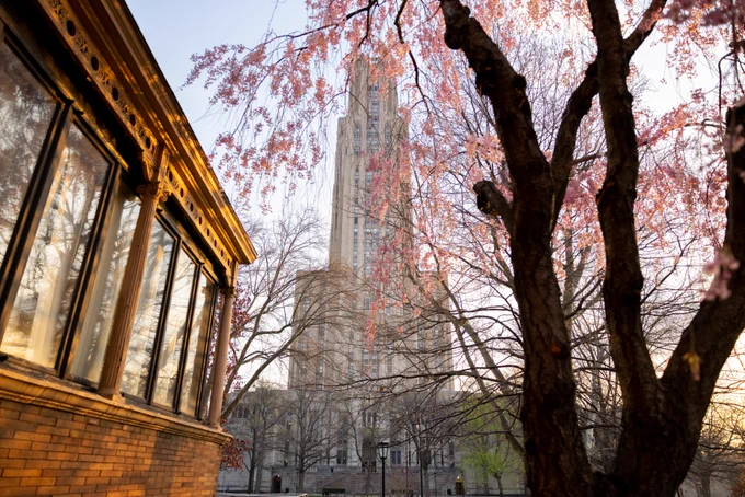 Cherry blossom trees frame a view of the Cathedral of Learning at the University of Pittsburgh, with sunlight casting a warm glow on a nearby brick building.