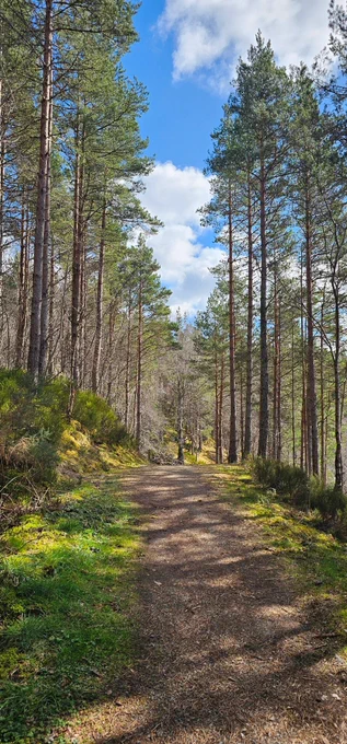 A hiking trail lined with tall pines and moss.