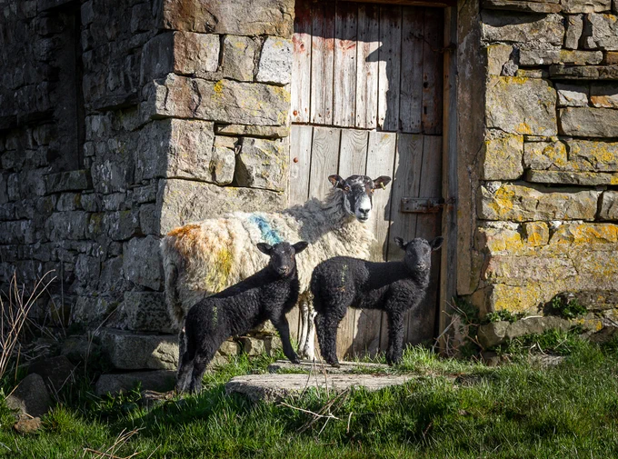 A white sheep with two black lambs standing in front of a weathered wooden door set in a stone wall under sunlight.
