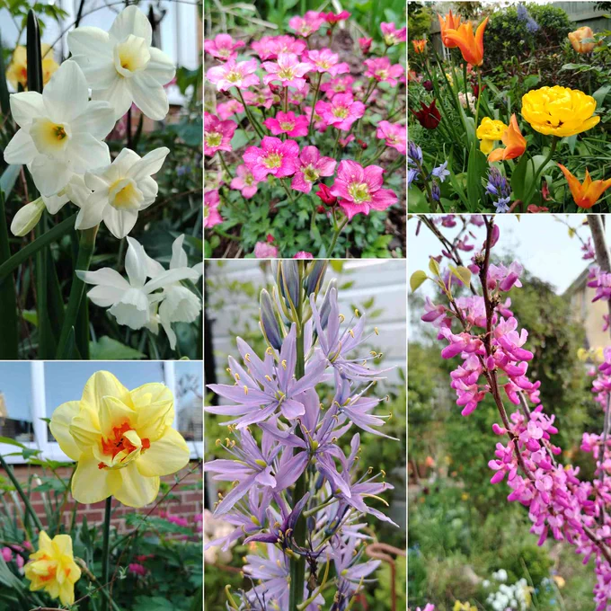 A collage of six photographs of flowers, comprising: a cluster of creamy white daffodils with rounded petals and pale yellow trumpet-like centres; a mass of pink-red five petalled flowers with white, almost square like centres; a border full of tulips of various colours, including yellow ruffled almost rose-like flowers, slim, pointed orange and dark purple flowers - a few pale blue bell-like bluebell flowers in the foreground; a spire of pale blue star-like flowers with yellow-tipped stamens; two mellow yellow ruffly looking daffodils with dark orange centres, resembling a broken egg yolk.