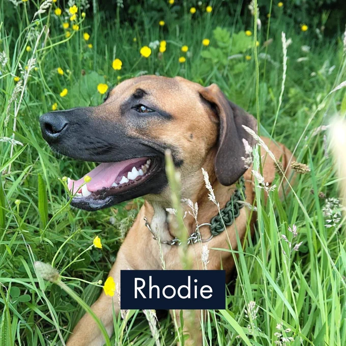 Close-up of a happy brown dog with a black snout resting in tall green grass and yellow wildflowers.
