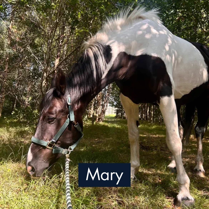 Black and white horse grazing on grass under dappled sunlight in a wooded area.