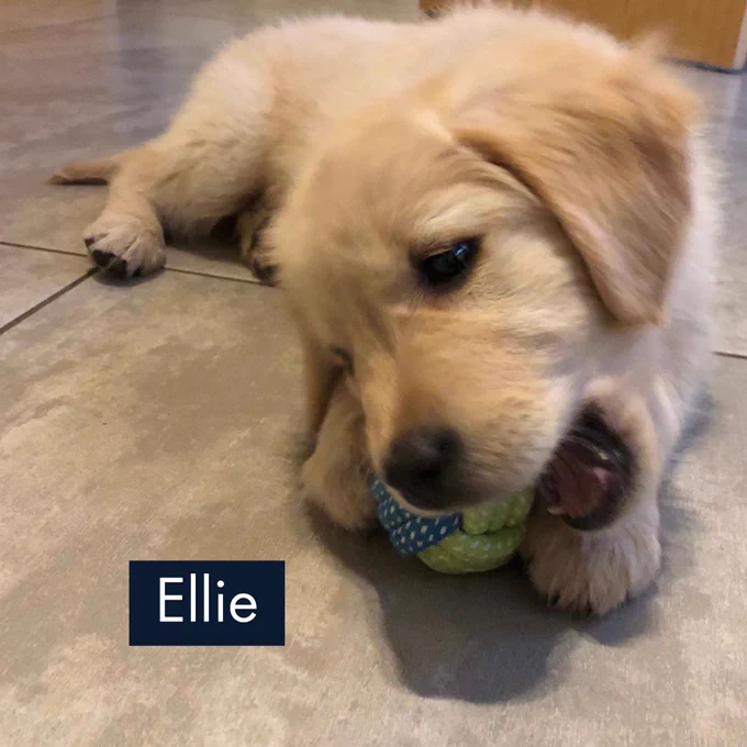 Light-coloured puppy lying stretched out on a tiled floor with one paw extended forward.