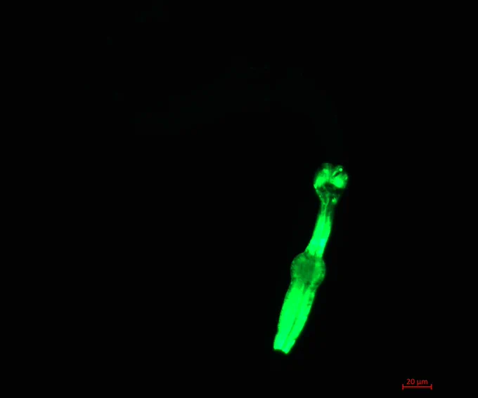 The kind of microscopic worms that will launch to the ISS.
