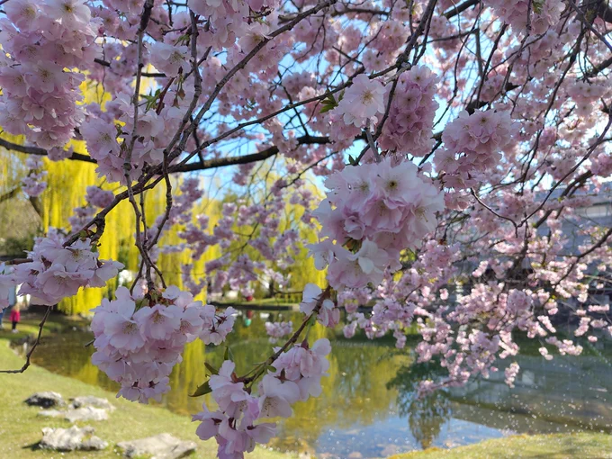 Rosa Kirschblüten und im Hintergrund ein Teich.
