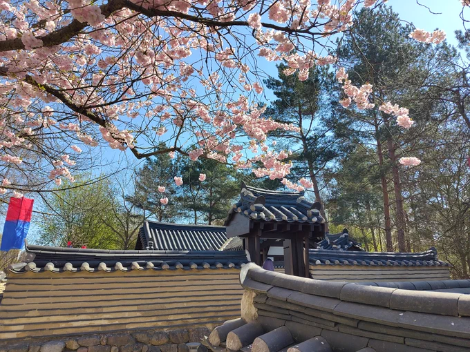 Rosa Kirschblüten und Steinmauer im koreanischen Garten.