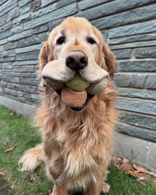 a senior golden retriever sits in the grass in front of a gray stone wall and faces the camera head-on. he has at least four tennis balls in his mouth – two stacked vertically under his nose, and one pressing up his cheek flaps on either side. the balls are faded shades of orange and green, now weathered and well-loved, like the sugary white of the dog’s face.