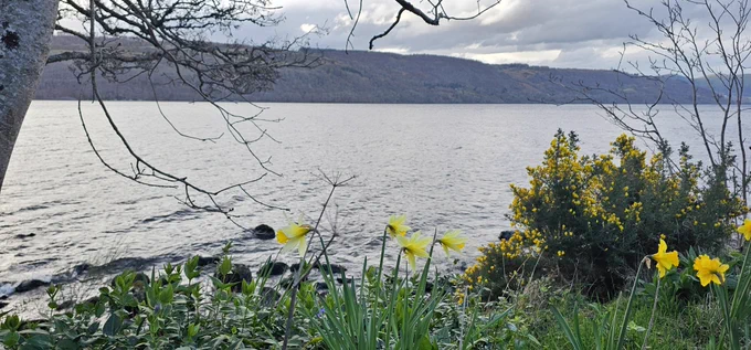 A shore of the Loch Ness dotted with gorse and daffodils.