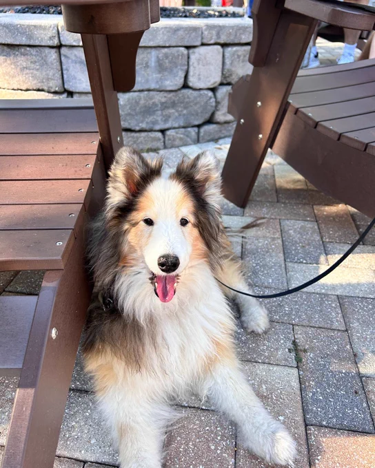 A photo of a dog sitting on the patio at Innisbrook Resort.