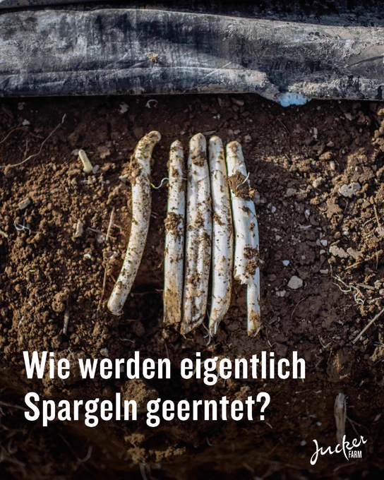 Weisse Spargeln auf dem Feld