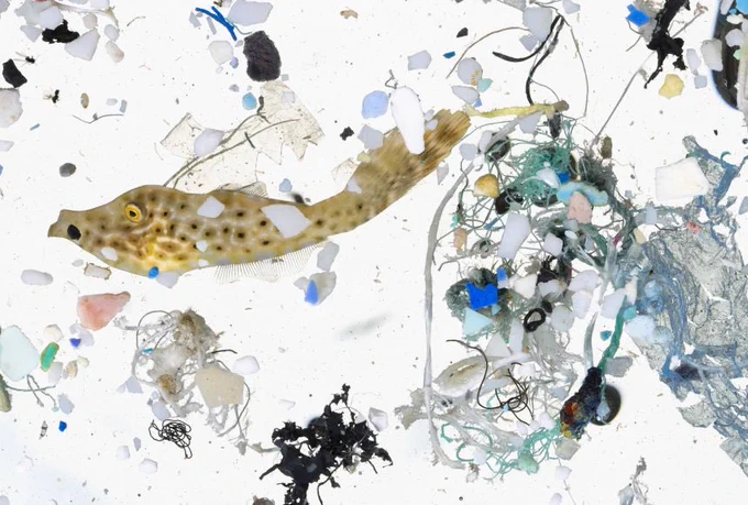Microplastics
Living organisms tangled in microplastics. A sample of water collected off the coast of Hawaii shows how intertwined microplastics are in the daily lives of marine animals.