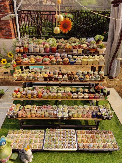 A backyard filled with neatly arranged succulents on tiered wooden shelves, bathed in warm late-spring sunlight, creating a calm and inviting outdoor space.