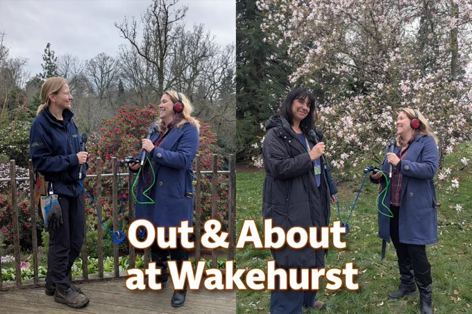 Photo montage of two outdoor interviews at Wakehurst. In one image, a woman interviews a gardener beside colourful flowering shrubs; in the other, she speaks with another guest in front of a blooming magnolia tree. Both are holding microphones. Overlaid text reads “Out & About at Wakehurst”.