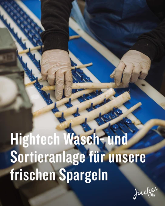 Weisse Spargeln werden von Hand auf ein blaues Band gelegt