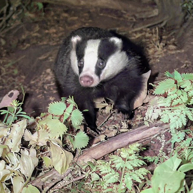 A coloured image of a European badger looking towards the viewer over some nettles and other early hedgerow plants.