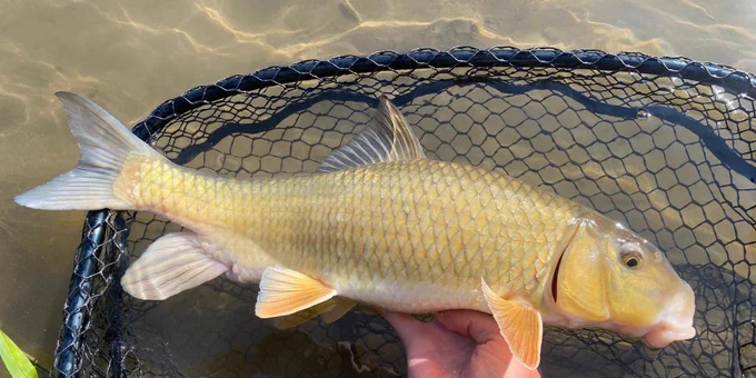 a golden fish in a net in the water