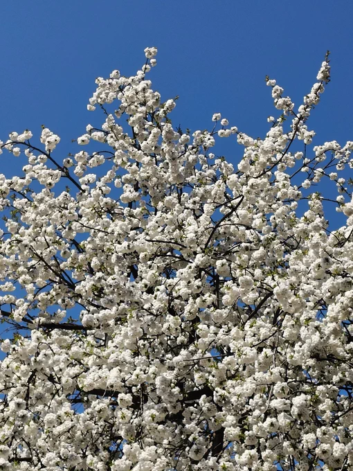 Blühender Baum 