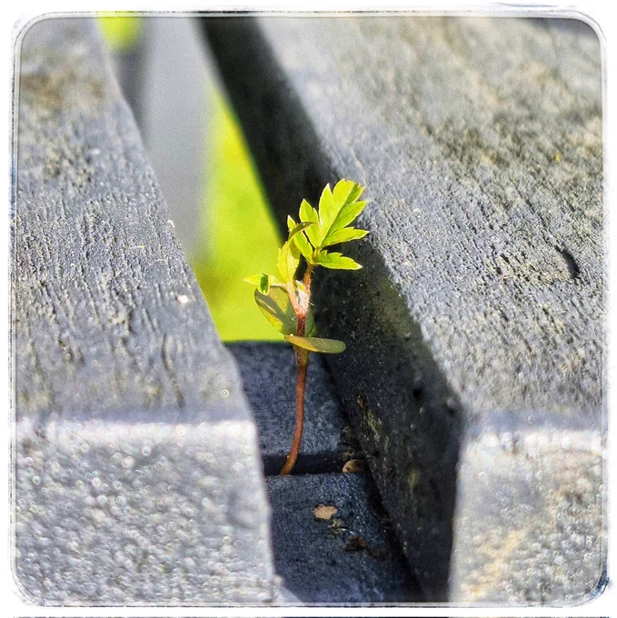 A tiny little self sown plant growing between the slats of a dark painted wooden garden bench.