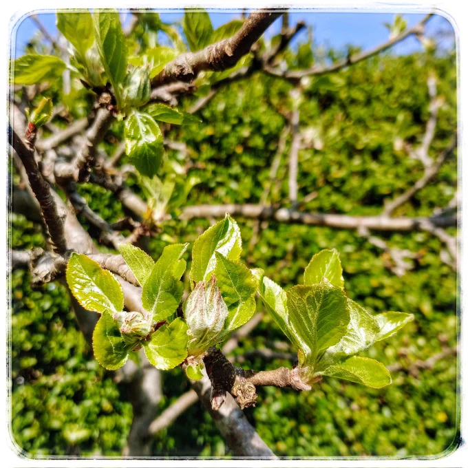 Budding apple blossom against a green hedge & under blue sky.