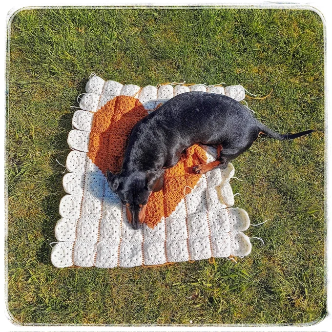 A shiny little sausage dog laid on a half made crochet blanket on moss filled green grass.