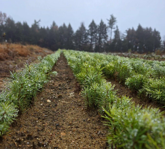 Douglas Fir seedlings at the N.H. State Forest Nursery - rainy day - in rows - N.H. Division of Forests and Lands image