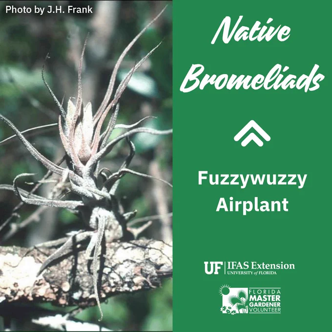 The native bromeliad called fuzzywuzzy airplant is small with wildly splayed out gray-green tendril-like leaves. This one resembles a small creature standing on the tree branch waving its many arms. Photo by J. H. Frank.