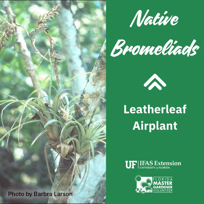 The native bromeliad called leatherleaf airplant has green-gray, stiff, curling bladelike leaves. In this photo two of these plants are clinging to a small tree trunk. Photo by Barbra Larson.

