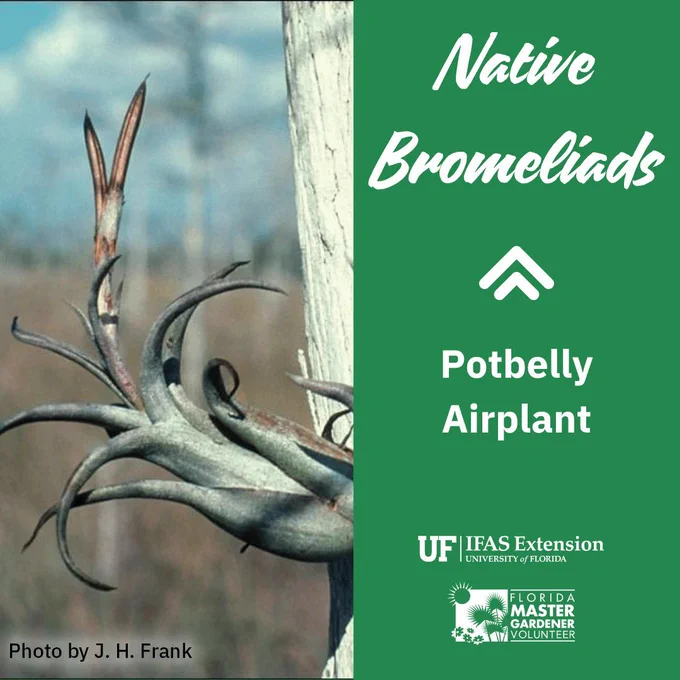 Attached to a tree's trunk, a bromeliad that's gray-green with wide curving leaves that end in a point. The native potbelly airplant is called such due to it rounded, larger base. Photo by J. H. Frank.