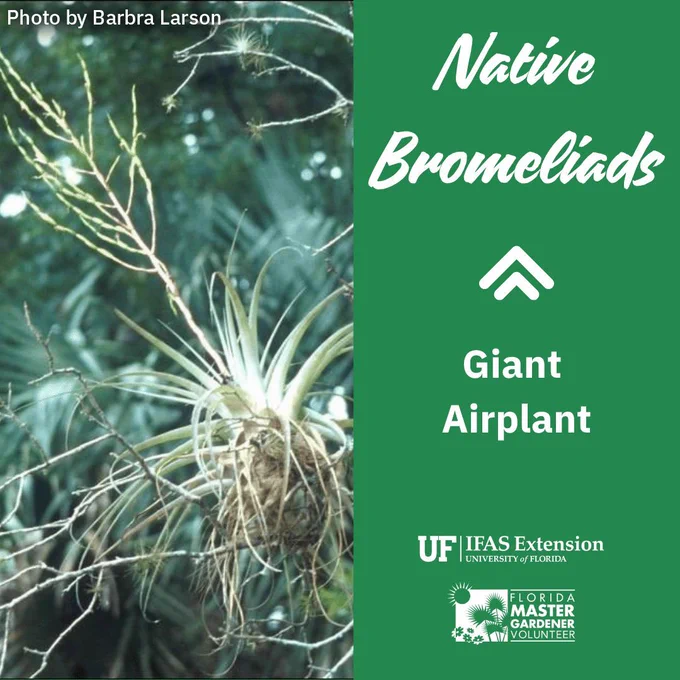The native giant airplant can grow six to twelve feet tall and live up to twenty years. Resembling the top of a pineapple with a long central stalk rising out of the middle, this airplant is growing off the side of a tree branch. Photo by Barbra Larson.