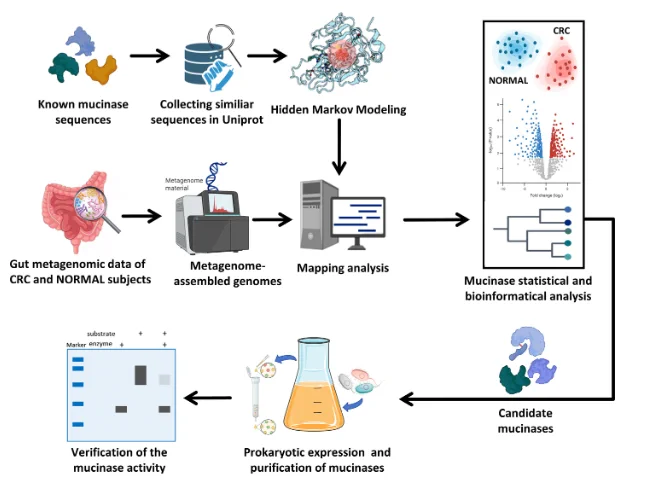 Mucinase mining schematic. HMMs built from known mucinases were used to screen gut metagenomes from CRC patients and Healthy controls. Hits were quantified in MAGs, followed by statistical/bioinformatic analyses to select mucinase candidates for activity validation. Elements of the schematic were created with BioRender