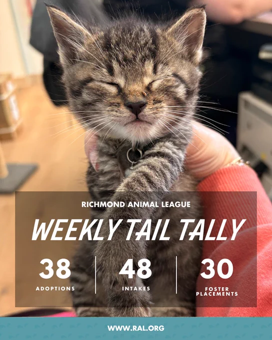 Sleeping tabby kitten held in hands; text overlay reads "Richmond Animal League weekly tail tally — 38 adoptions, 48 intakes, 30 foster placements. www.ral.org"