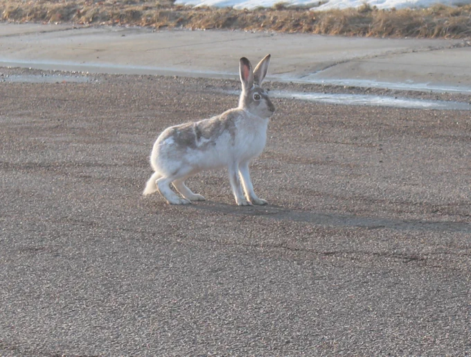 Varying hare showing progressive change from white to brown fur.