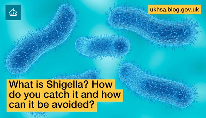 A rendering of shigella bacteria with text overlaid, it reads: What is Shigella? How do you catch it and how can it be avoided?