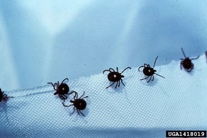 Lone star ticks, which have a distinct white circle on their back, on a piece of cloth.