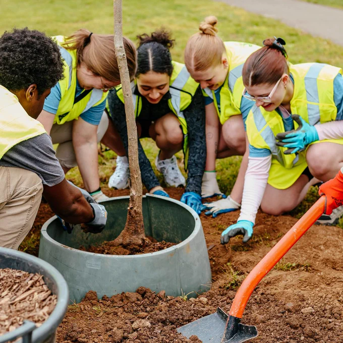 Group of volunteers in safety vests planting a young tree in a park, working together to secure the soil around it.
