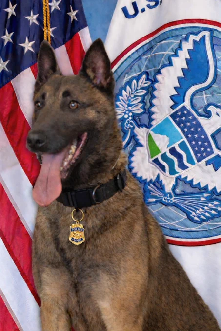 CBP canine "Pub" on duty at Atlanta airport 